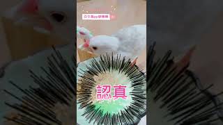 白文鳥pp變棒棒：吃帶殼的綜合栗