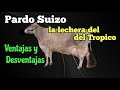 Pardo Suizo o Brown Swiss, la lechera del tropico ventajas y desventajas