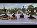 Pameran Bonsai Gianyar Kelas Small dan Mame Bertabur Bintang Inspirasi