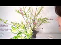 【生け花】_桃の花と青もじの花_大きめの作品動画_sogetsu ikebana