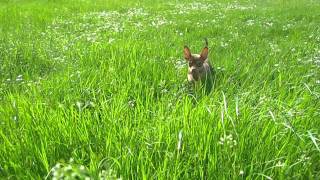 Chihuahua high grass