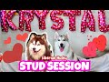 Vlog 018 | Siberian Husky Stud Session | Pregnancy Journey | #HuskySerye Part 1