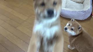 足元でワチャワチャしている柴犬子犬