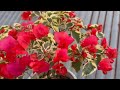 Saron hnahrang serthlum rawng than chhoh dan thlir ang aw #bougainvillea #gardening #flowers