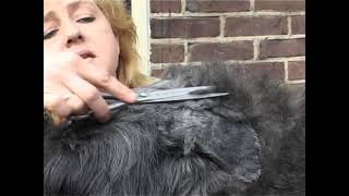 Bouvier des Flandres: Grooming (Part 1 of 2)