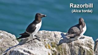 Razorbill  Bird Call and pictures for Teaching BIRDSONG