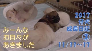 みんな目があいたよ 2017仔犬成長日記③