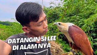 Kembali nya Si Lee burung elang yang hidup dialam liar