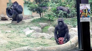 Kintaro with a red ball, inviting visitors to come along for the ride. Date taken: June 1, 2022.