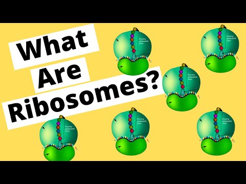How is a ribosome like a factory?