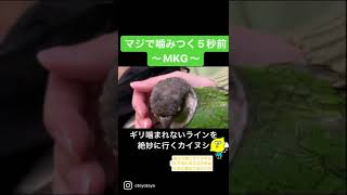 ウロコインコはキレるとコワイ。マジで噛まれる5秒前〜噛まれないギリギリをいくカイヌシ〜