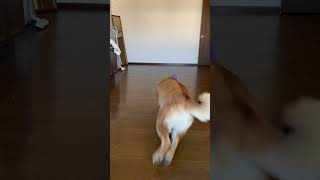 鏡に映る自分の姿にうっとりするナルシストな赤柴＃柴犬＃ナルシスト＃鏡＃自分が大好き