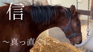 【当歳馬】  母の分も生きよう☘️☘️〜ピカロ2023〜