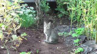 遊びに来た野良猫の親子（実家にて） - The Cat who...