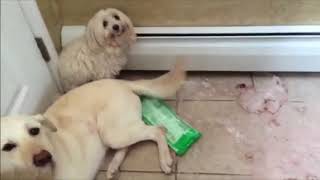 Who Did That?! | Guilty Dogs Video Compilation 2018
