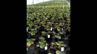 Pelargonium stockhouse at Cramden Nursery