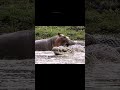 the mighty hippo nature s unexpected guardian of the river