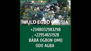 ÌWULO EGBO CASSIA PART ONE, +2348032983298, +22954651928, +2250506134943