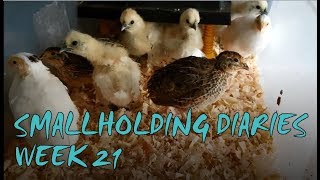 Smallholding Diaries Week 21 | Quails, Sneezing and Camping