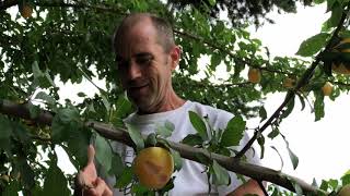 GoLdeN PLUM harvest!!!!! Drying plums to PERFECTION!!!! HONEY plum PUFF Pastry GALETTE