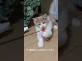 おもちゃで遊ぶ子猫