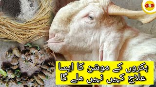 Bakri Ko Loose Motion Ho To Kya Karna Chahiye | What Should be Done if the Goat has Diarrhea