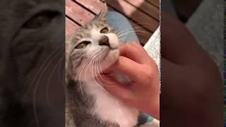 撫でられて嬉しい野良猫