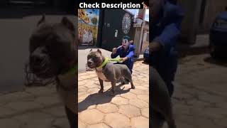 American bully | Pitbull🔥dog status | Pitbull lover😍| Pitbull dog fight scene | Dangerous dog breeds