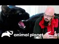 Coco Has a Thirst For Blood | My Cat From Hell | Animal Planet