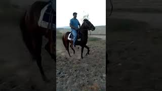 Mashallah Beautiful Chalbaz Horse