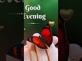 Good evening status video #shortvideo #goodevening