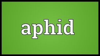 Aphid Meaning