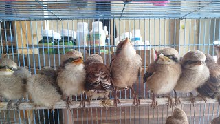 11/2/25 UPDATE STOK \u0026 HARGA ABADI BIRD TANGERANG TERBARU