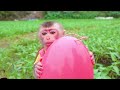 monkey baby bibi goes to harvest watermelon and kinder joy eggs smart bibi