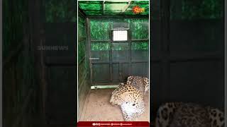 உறுமும் சிறுத்தை | Leopard | Youtube Shorts | Sun News