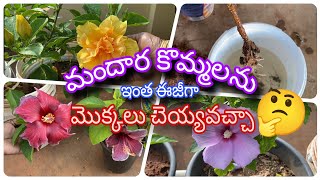 మందారం కొమ్మలను ఇలా పెట్టారంటే ముసుగు లేదు fungus రాదు, ఎన్ని మొక్కలైన చెయ్యవచ్చు