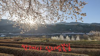 하동 쌍계사 십리벚꽃길