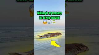 Widziałem wieloryba na bezludnej wyspie!! 🏝️🐋 #viral #brazylia #podróże #travel #rower #przygoda