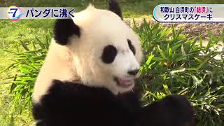 １歳のパンダにクリスマスケーキ 和歌山 白浜町 NHKニュース