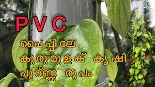 PVC പൈപ്പിലേ കുരുമുളക് കൃഷി പൂറ്ണ്ണ രൂപം🤗 ആവശൃക്കാറ്ക്ക് pvc പൈപ്പില് സെറ്റ് ചൈത് കൊടുക്കുന്നു