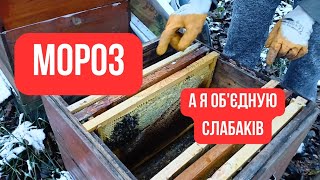 Об'єдную бджіл зимою! Простий і ефективний спосіб. Контролюю кількість сімей на пасіці!