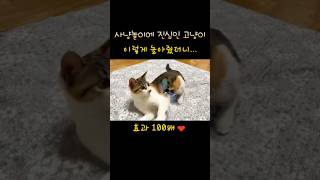 사냥놀이에 진심인 아기고양이 이렇게 놀아줬더니… #고양이일상 #고양이 #고양이장난감