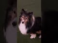 ボールキャッチチャレンジ12日目 music シェルティ 犬 dog sheltie 毎日更新 犬のいる暮らし ボールキャッチチャレンジ spicegirls さんありがとうございます