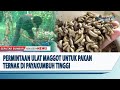 PERMINTAAN ULAT MAGGOT UNTUK PAKAN TERNAK DI PAYAKUMBUH TINGGI