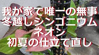 声無しスミマセン唯一の無事冬越し株仕立て直し（シンゴニウムネオン）