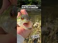 derp fish shorts funny trending fypシ゚viral fish shortsvideo travel trend trendingshorts