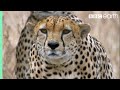 Three Cheetahs Vs Ostrich | Life | BBC Earth
