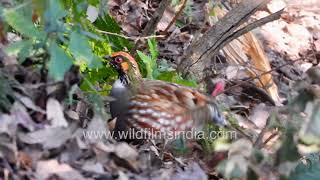 Peora Common Hill Partridge seen at wildfilmsindia sanctuary at Jabbarkhet around Landour