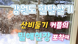 강원도 한달살기 | 산골마을에 나타난 산비둘기 커플의 귀여운 밀애현장 포착 ㅋ