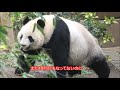 3 29双子パンダ何かが気になる…キョロキョロソワソワどうかしたの？giantpanda @tokyo 上野動物園